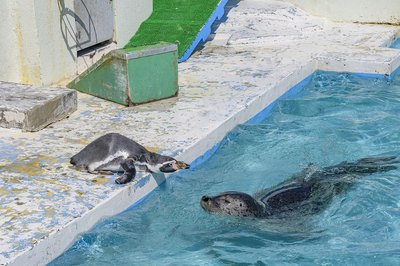 🌊 왓카나이 시립 노삿푸 한류 수족관 (왓카나이 시리츠 노샷푸 칸류스이조쿠칸) 이미지 2